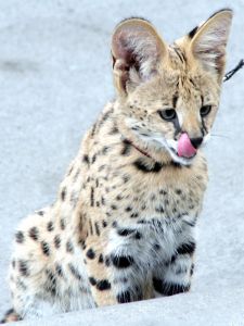 ���������� ����� �� 12 ����� ��������